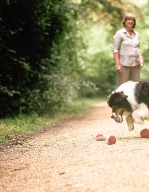 Hund bei einer tiergest&uuml;tzten Therapiesituation auf einem Waldweg