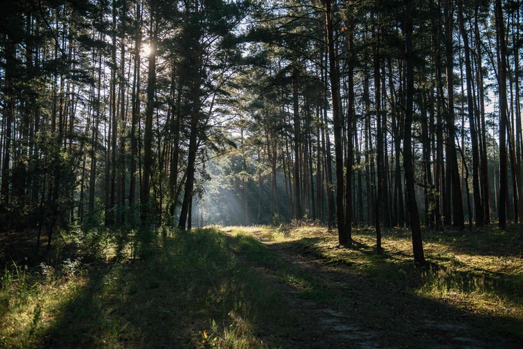 Weg durch einen Kiefernwald im Sonnenlicht