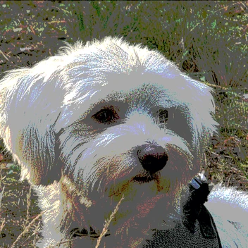 Portraitfoto Klinikhund Shiro