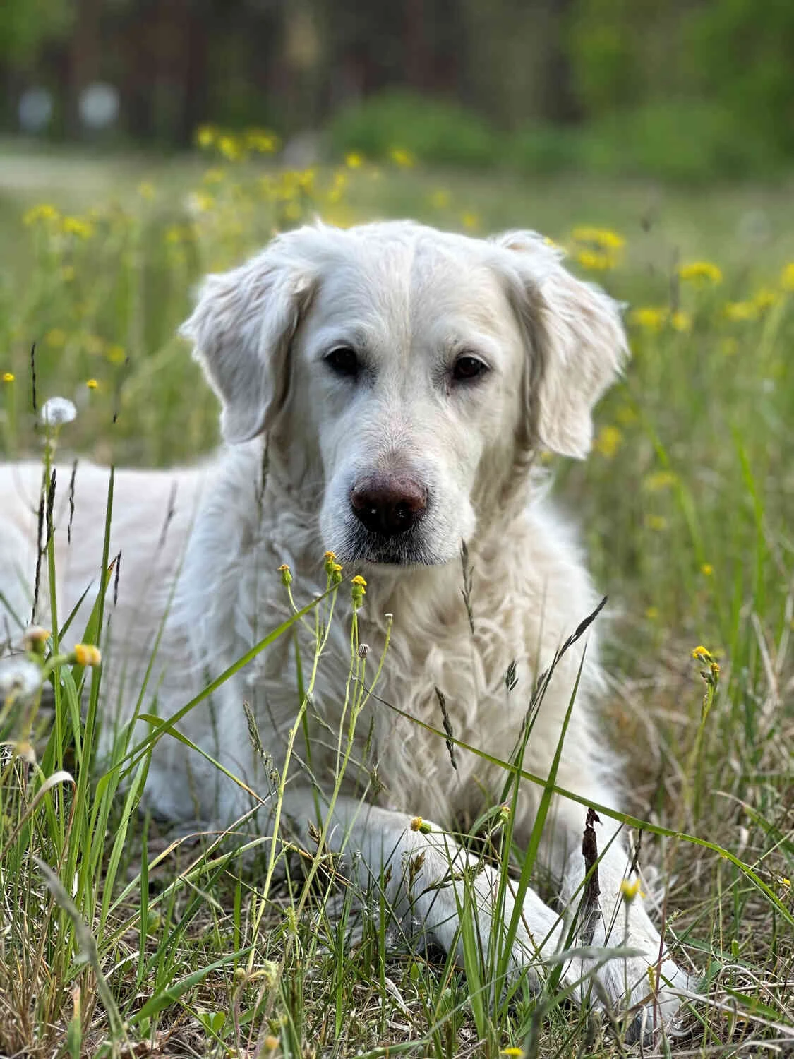 Therapiehund Maja