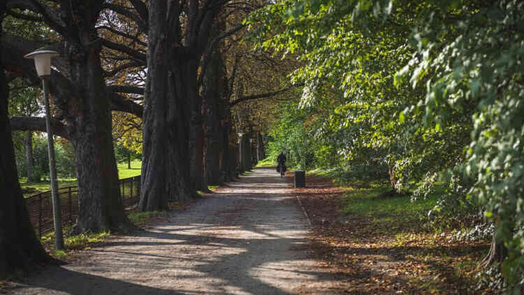 Baumges&auml;umter Weg im Gr&uuml;nen mit einer Person in der Ferne